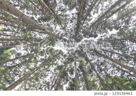 杉林を下から仰ぎ見る 杉林を下から仰ぎ見る 129136461