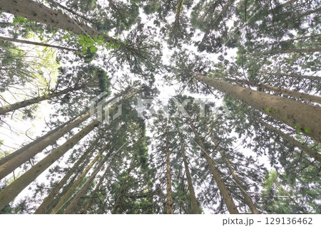 杉林を下から仰ぎ見る 129136462