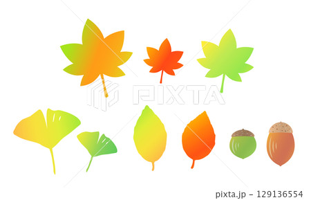 かわいい秋の植物のイラスト素材　紅葉_もみじ_イチョウ_どんぐり 129136554