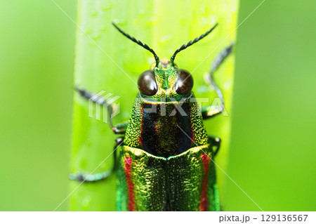 タマムシ(ヤマトタマムシ) タマムシ(ヤマトタマムシ) 129136567