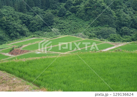 四ヶ村の棚田 四ヶ村の棚田 129136624