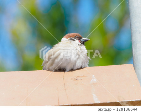 半分目を閉じたスズメ 129136644