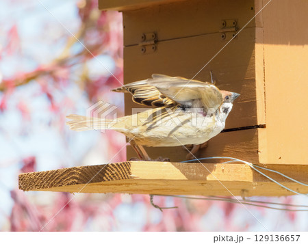 巣箱から飛び立つスズメ 巣箱から飛び立つスズメ 129136657
