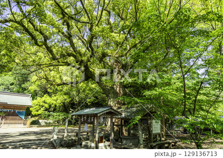 吉良川の町並み　御田八幡宮　「御田さん」のクスノキ　高知県室戸市 129136713