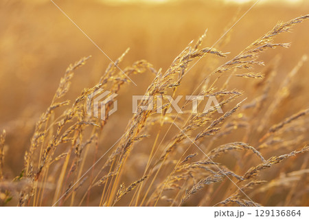 Agricultural field with fescue grass in golden light in sunset. 129136864
