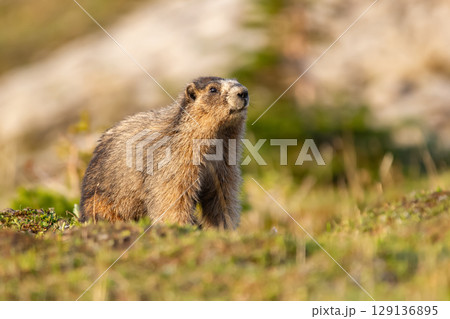 Furry Hoary marmot is watching around in the mountain meadow. 129136895