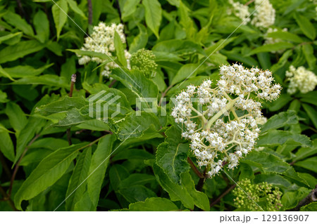 White flowers of Red Elderberry (Sambucus racemosa) in Bloom 129136907