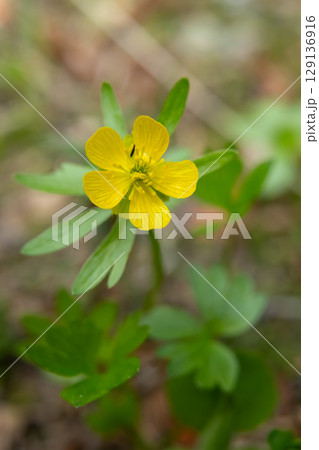 Wildflower Eschscholtz's buttercup grows in the forest floor in springtime. Wildflower Eschscholtz's buttercup grows in the forest floor in springtime. 129136916