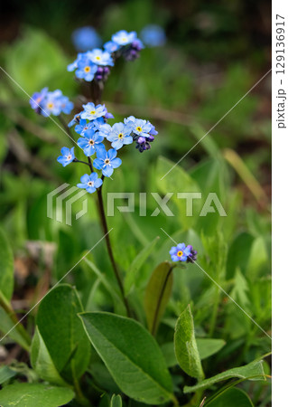 Blue wildflowers Alpine forget-me-nots grow in the summer meadow. 129136917
