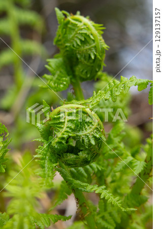 Curled fern leaves growing from the brown leaves in the forest. 129137157