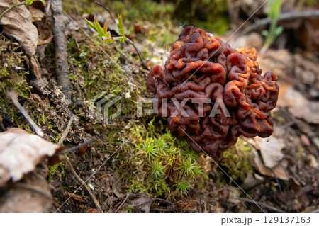 False Morel Mushroom on Forest Floor among leaves and grass. False Morel Mushroom on Forest Floor among leaves and grass. 129137163