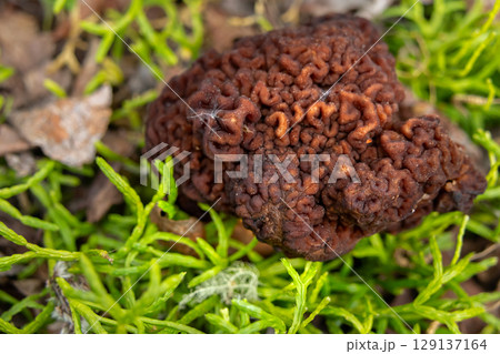 False Morel Mushroom on Forest Floor among leaves and grass. False Morel Mushroom on Forest Floor among leaves and grass. 129137164