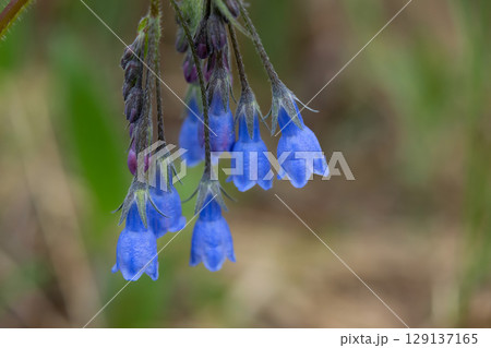 Cluster of Tall bluebells on a stem in the forest in springtime. Cluster of Tall bluebells on a stem in the forest in springtime. 129137165