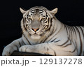ホワイトタイガー 129137278