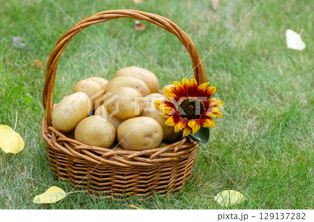 Yellow potatoes in the basket with sunflower on the green lawn in autumn. 129137282