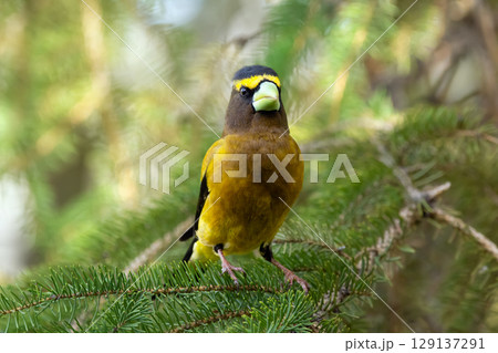 Male Evening Grosbeak on a spruce tree branch. 129137291