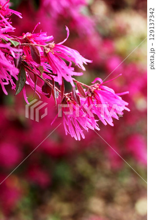 ベニバナトキワマンサク 129137342