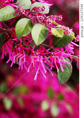 ベニバナトキワマンサク 129137349