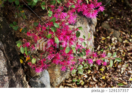 ベニバナトキワマンサク ベニバナトキワマンサク 129137357