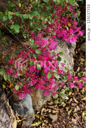 ベニバナトキワマンサク 129137358