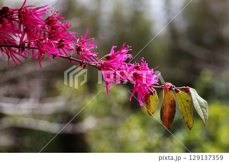 ベニバナトキワマンサク 129137359