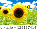 夏の風景　青い空とひまわり畑 129137414