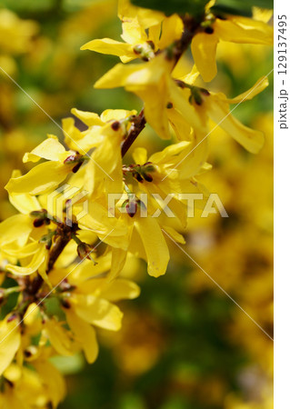 レンギョウの花 レンギョウの花 129137495