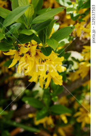 レンギョウの花 レンギョウの花 129137503