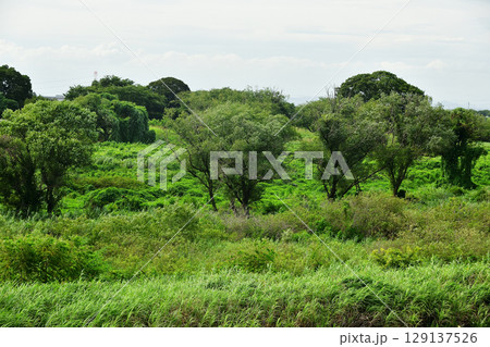 緑地 129137526