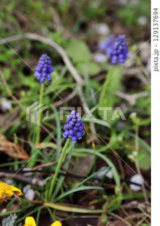 ムスカリ 129137694