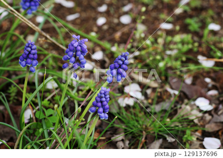ムスカリ ムスカリ 129137696