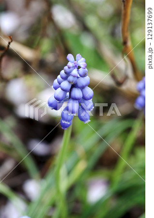 ムスカリ 129137699