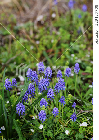 ムスカリ ムスカリ 129137708