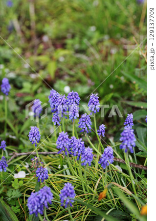 ムスカリ 129137709
