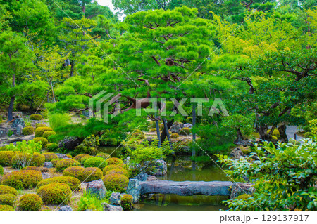 【京都風景】等持院　一人静かに眺める庭に心が和む 129137917