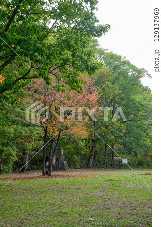 秋の公園の色づき始めたサクラの木 129137969