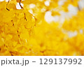 イチョウ色の空 129137992