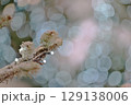 雪のメリークリスマス 129138006