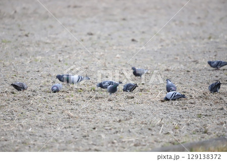 田んぼで餌を食べている鳩 129138372
