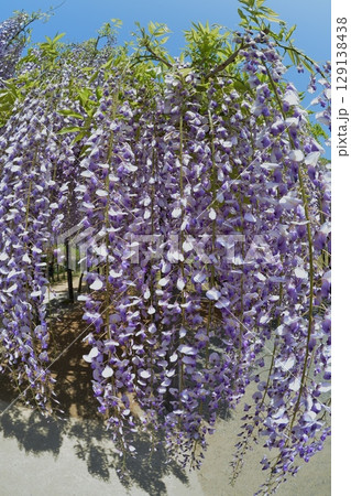 咲き誇る藤の花 129138438