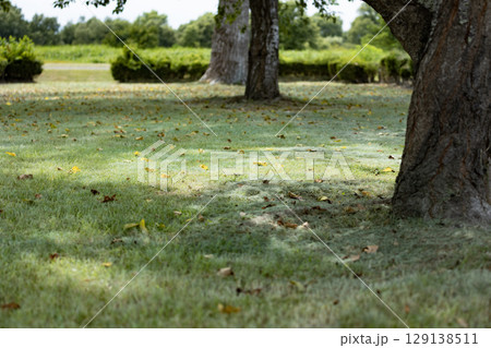 公園の大きな木と木漏れ日 129138511