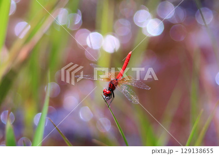 ハッチョウトンボのオス 129138655