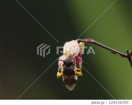 花にぶら下がる蜜蜂 129138705
