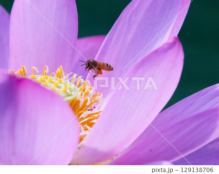蓮にとまる蜂 129138706