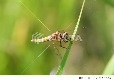 羽化直後のハッチョウトンボのメス 129138723