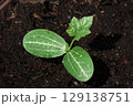 ヘチマ　左右に育った双葉と最初に発芽した本葉 129138751