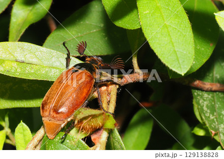 コフキコガネ(オス)の一種 コフキコガネ(オス)の一種 129138828