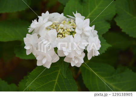天空の農園の紫陽花 129138905