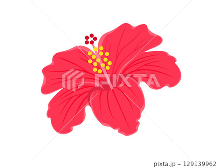 Hibiscus, tropical flower stock illustration Hibiscus, tropical flower stock illustration 129139962