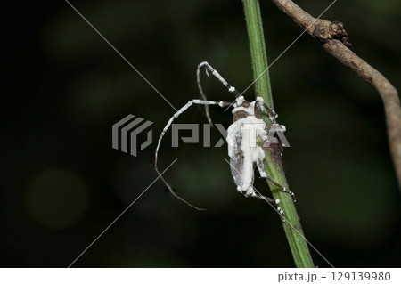 ボーベリア菌菌糸に覆われて絶命しているカミキリムシ成虫（アウトドアフィールド昆虫マクロ撮影） 129139980